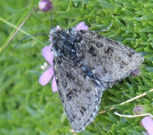 Réf. 187 051 : Anarta melanopa